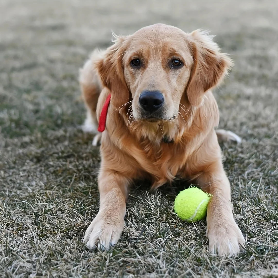 Small dog tennis balls, for playing and training