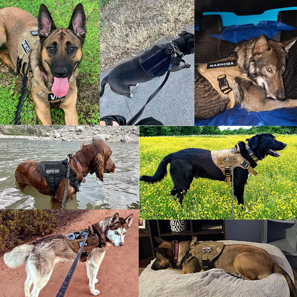 Dog Harness, Leash, Walking Vest , And Collar